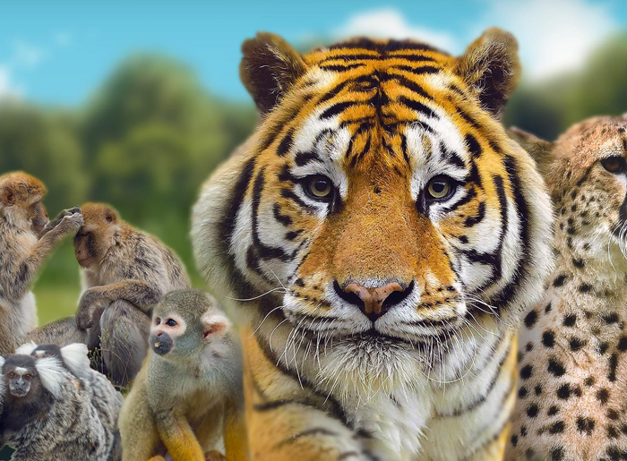 Sortie Famille : Terre des singes Parc des Félins